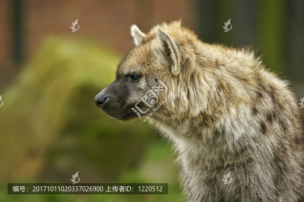 肖像