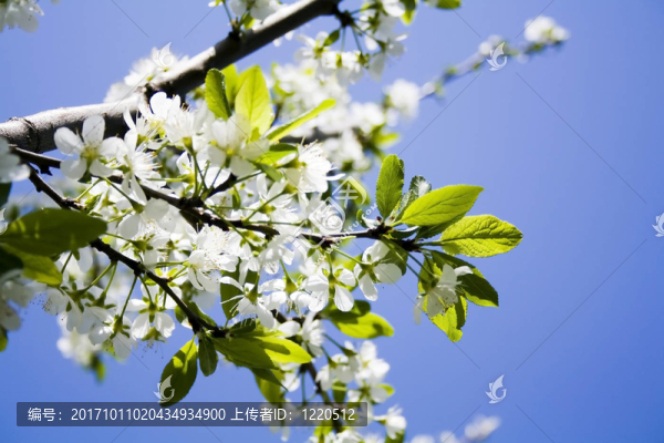 花園