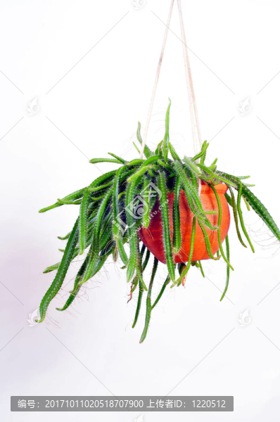 垂吊植物曇花