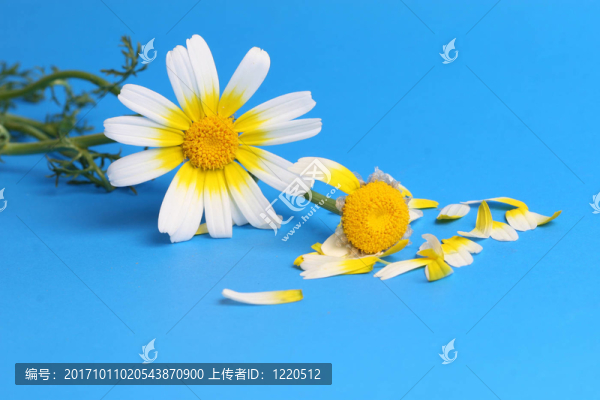藍色的