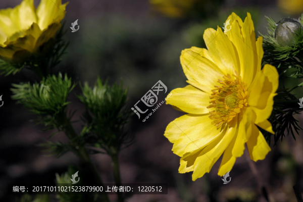 開花
