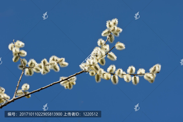 樹