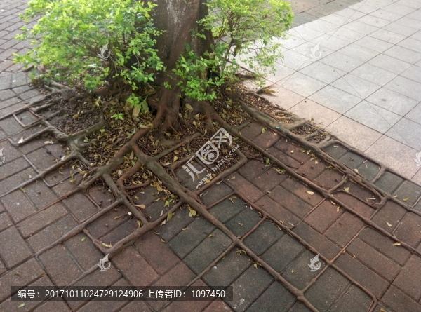 樹根格子1