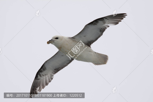 暴風鹱