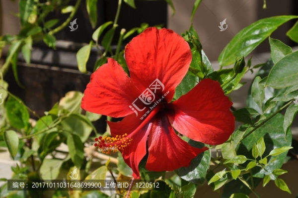 鮮艷的木槿花