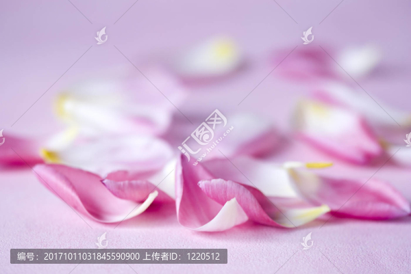 花瓣的郁金香