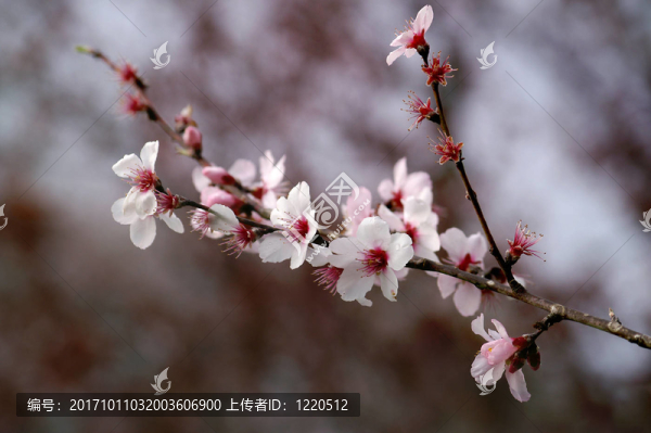 春天