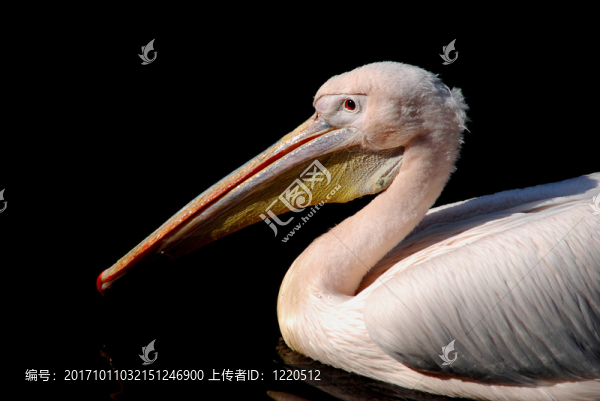 鳥(niǎo)