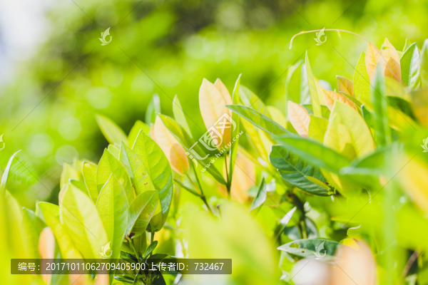 綠植微距攝影