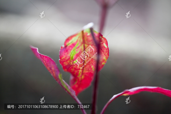 紅葉特寫