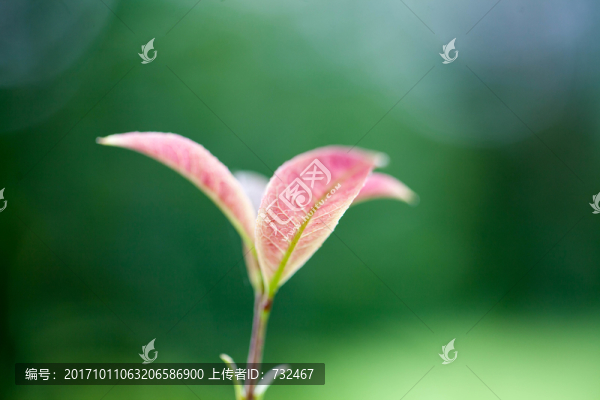 紅色嫩芽