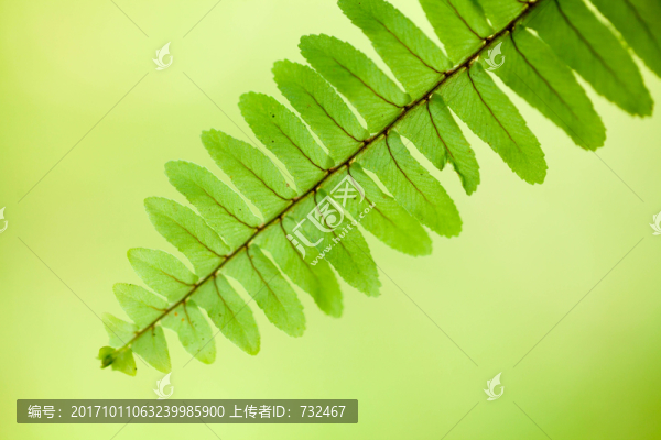 綠色葉子特寫(xiě)