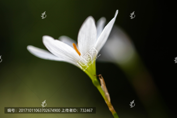 蔥蓮微距攝影