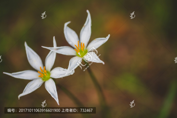 蔥蓮特寫