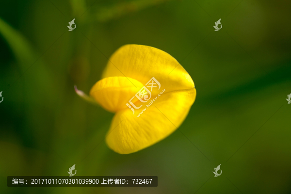 蔓花生花卉特寫
