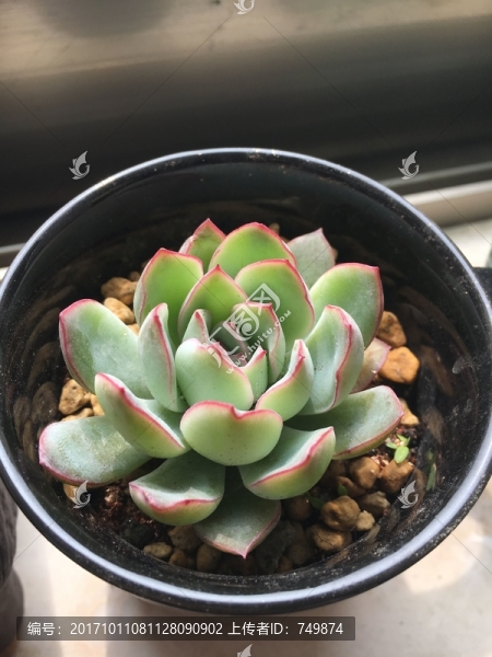 多肉植物