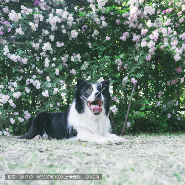 邊境牧羊犬