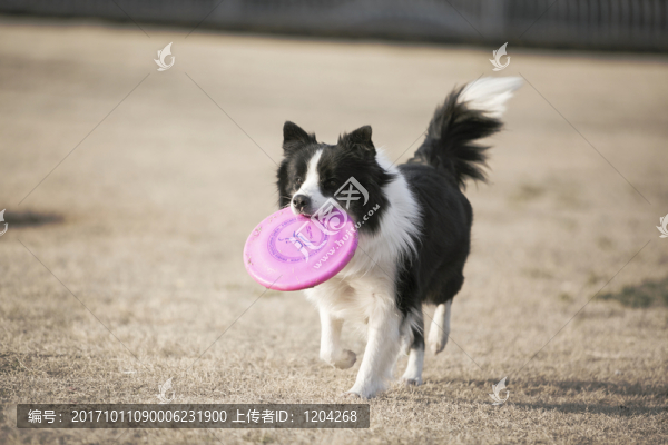 邊境牧羊犬