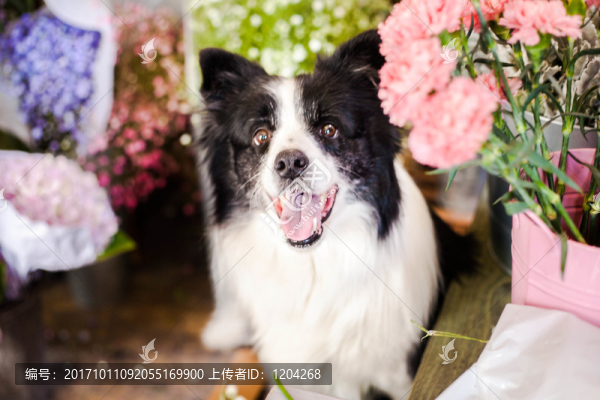 邊境牧羊犬