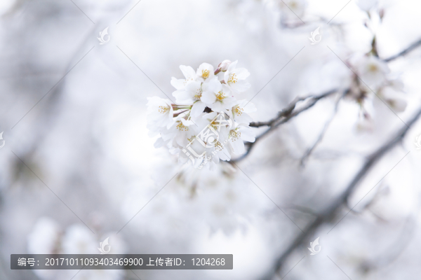 櫻花