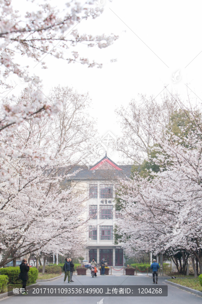 櫻花