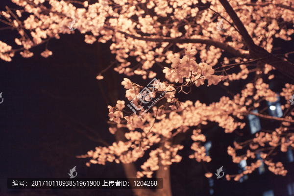 櫻花