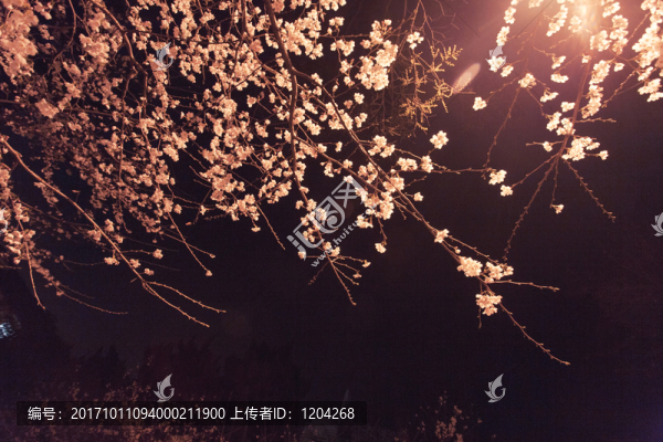 櫻花