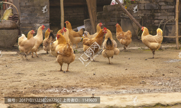 農(nóng)家土雞