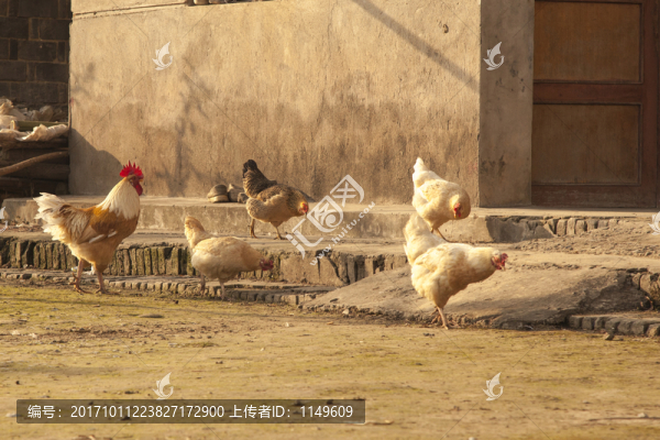 覓食旳雞