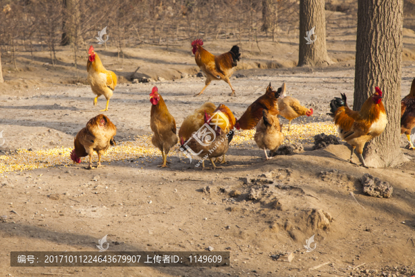 散養(yǎng)雞場