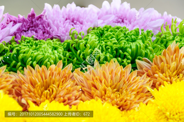 菊花