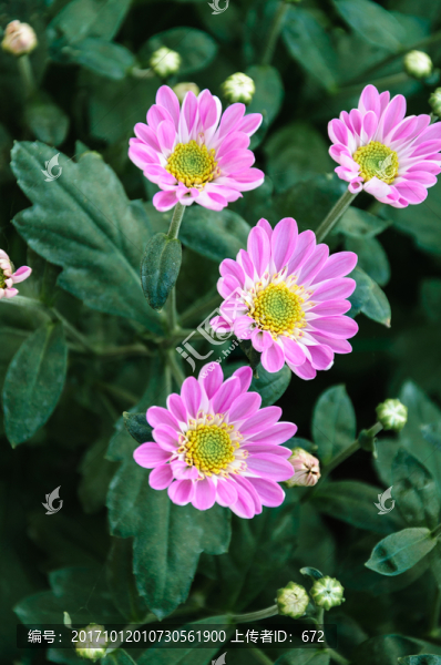 菊花