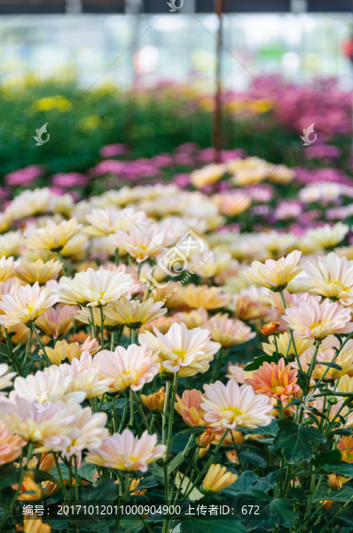 菊花