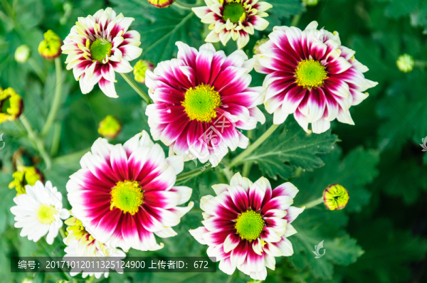 菊花