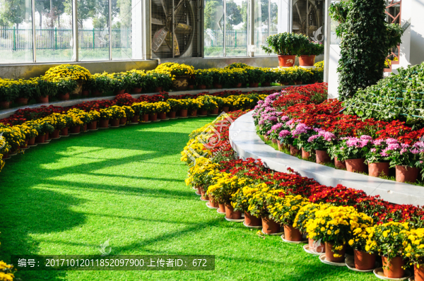 菊花展廳