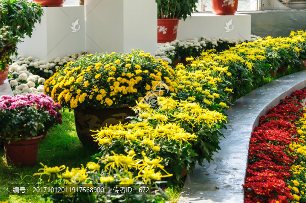 菊花展廳