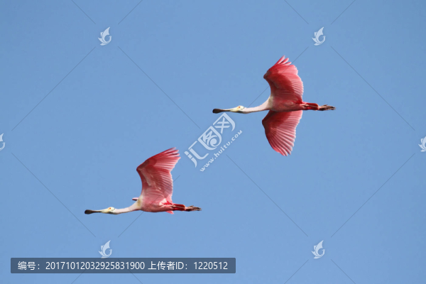 鳥