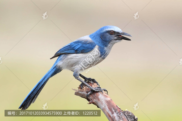 鳥(niǎo)