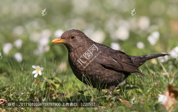 黑鳥