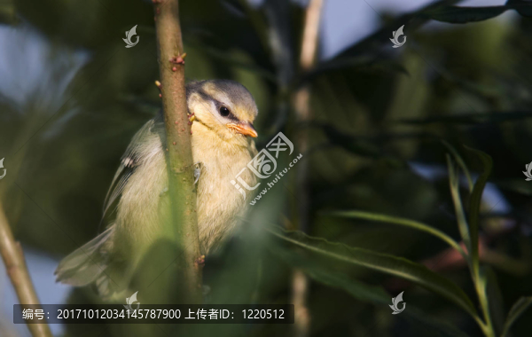 bluetit