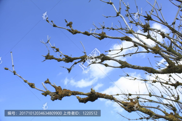 樹枝