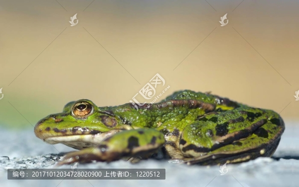 綠色青蛙的特寫