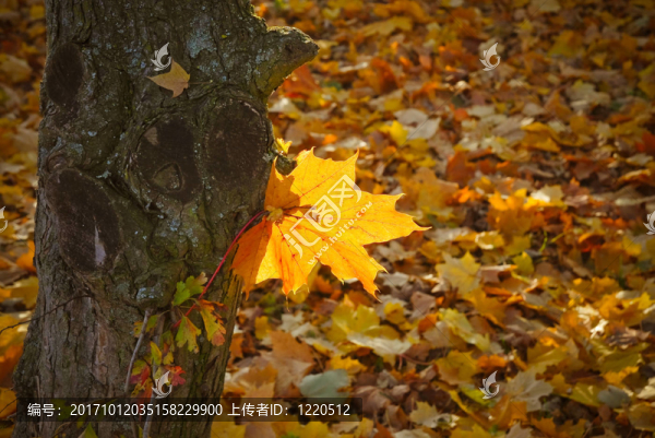 herbststimmung
