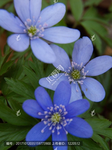 藍(lán)色的花04