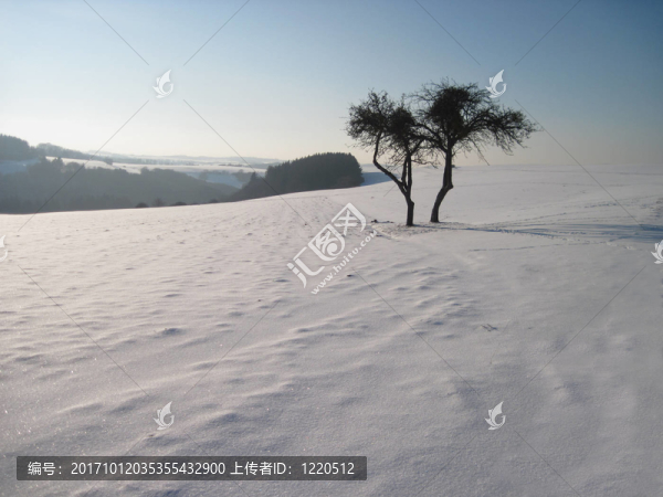 雪中的樹