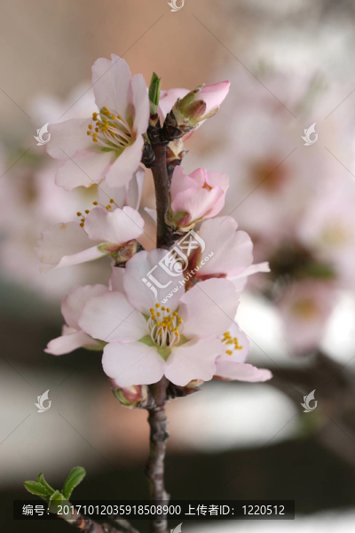 葉子