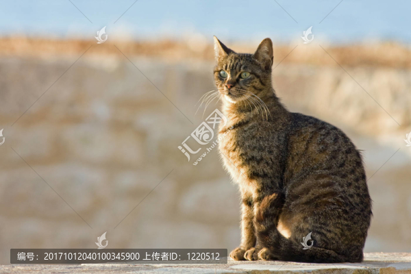 katzenportrait