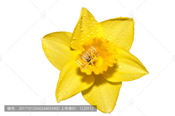 水仙花