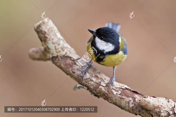 藍(lán)色的
