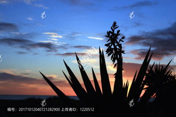 沙丘的生活2
